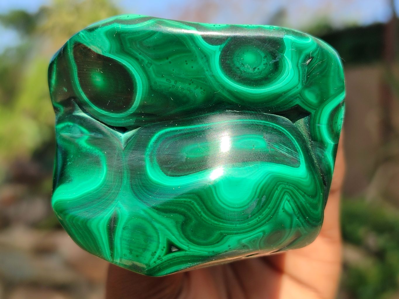 FLOWER BANDED MALACHITE