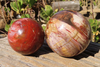 Polished Petrified Red Podocarpus Wood Spheres x 2 From Mahajanga, Madagascar - Toprock Gemstones and Minerals