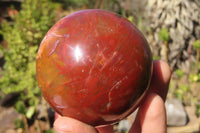 Polished Petrified Red Podocarpus Wood Spheres x 2 From Mahajanga, Madagascar - Toprock Gemstones and Minerals