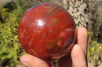 Polished Petrified Red Podocarpus Wood Spheres x 2 From Mahajanga, Madagascar - Toprock Gemstones and Minerals