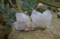 Natural Spirit Amethyst Cactus Quartz Clusters x 6 From Boekenhouthoek, South Africa - Toprock Gemstones and Minerals