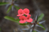 Polished Stromatolite Spheres  x 4 From Katsepy, Madagascar - Toprock Gemstones and Minerals