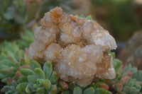 Natural Mixed Spirit Quartz Specimens  x 12 From South Africa - Toprock Gemstones and Minerals