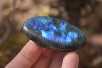 Polished Labradorite Galets / Palm Stones x 12 From Tulear, Madagascar - Toprock Gemstones and Minerals