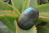 Polished Labradorite Galet / Palm Stones x 12 From Tulear, Madagascar - Toprock Gemstones and Minerals
