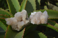 Natural Limonite Spirit Quartz Clusters x 12 From Boekenhouthoek, South Africa - Toprock Gemstones and Minerals