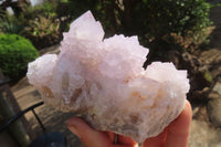 Natural Cactus Flower Spirit Quartz Clusters x 6 From Boekenhouthoek, South Africa - Toprock Gemstones and Minerals