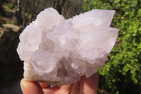 Natural Cactus Flower Spirit Quartz Clusters x 6 From Boekenhouthoek, South Africa - Toprock Gemstones and Minerals