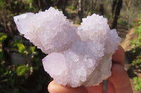 Natural Cactus Flower Spirit Quartz Clusters x 6 From Boekenhouthoek, South Africa - Toprock Gemstones and Minerals