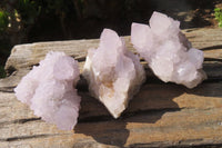 Natural Cactus Flower Spirit Quartz Clusters x 6 From Boekenhouthoek, South Africa - Toprock Gemstones and Minerals
