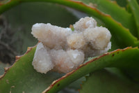 Natural Pale Ametrine Spirit Quartz Clusters x 20 From Boekenhouthoek, South Africa - Toprock Gemstones and Minerals