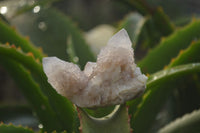 Natural Spirit Quartz Clusters x 12 From Boekenhouthoek, South Africa - Toprock Gemstones and Minerals