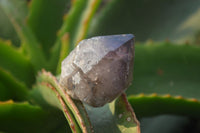 Natural Smokey Window Amethyst Crystals x 20 From Chiredzi, Zimbabwe - Toprock Gemstones and Minerals