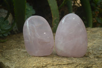 Polished Rose Quartz Standing Free Forms x 2 From Madagascar - Toprock Gemstones and Minerals