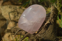 Polished Rose Quartz Standing Free Forms x 2 From Madagascar - Toprock Gemstones and Minerals