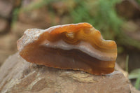 Polished on One Side Red Sashe River Agate Nodules x 6 From Zimbabwe - Toprock Gemstones and Minerals