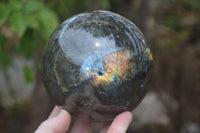 Polished Labradorite Sphere with a Rosewood Stand x 1 From Tulear, Madagascar - Toprock Gemstones and Minerals