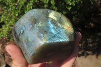 Polished Labradorite Standing Free Forms x 2 From Tulear, Madagascar - Toprock Gemstones and Minerals