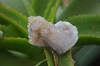 Natural Ametrine Spirit Quartz Clusters x 12 From Boekenhouthoek, South Africa - Toprock Gemstones and Minerals