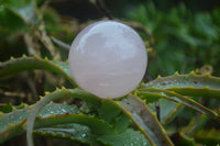 Polished Rose Quartz Sphere-Balls x 4 From Madagascar - Toprock Gemstones and Minerals