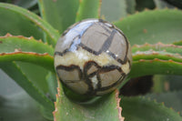 Polished Septerye Spheres x 6 From Mahajanga, Madagascar - Toprock Gemstones and Minerals