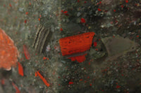 Polished Bloodstone Point x 1 From Swaziland - Toprock Gemstones and Minerals