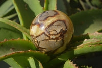 Polished Septerye Spheres x 4 From Mahajanga, Madagascar - Toprock Gemstones and Minerals