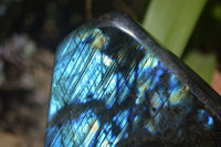 Polished Labradorite Standing Free Forms x 2 From Tulear, Madagascar - Toprock Gemstones and Minerals