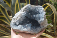 Natural Celestite Geode Specimen x 1 From Sakoany, Madagascar - Toprock Gemstones and Minerals