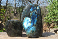 Polished Labradorite Standing Free Forms x 2 From Tulear, Madagascar - Toprock Gemstones and Minerals