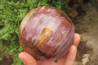 Polished Red Podocarpus Petrified Wood Spheres x 2 From Madagascar - Toprock Gemstones and Minerals