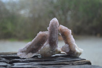 Natural Ametrine Spirit Quartz Clusters x 12 From Boekenhouthoek, South Africa - Toprock Gemstones and Minerals