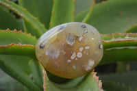 Polished Flower Agate Palm Stones x 35 From Madagascar - Toprock Gemstones and Minerals