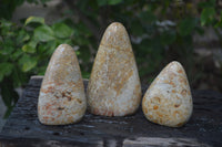Polished Oceanic Fossil Standing Free Forms x 3 From Madagascar - Toprock Gemstones and Minerals