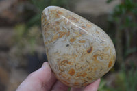 Polished Oceanic Fossil Standing Free Forms x 3 From Madagascar - Toprock Gemstones and Minerals