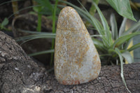 Polished Oceanic Fossil Standing Free Forms x 3 From Madagascar - Toprock Gemstones and Minerals