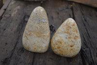 Polished Oceanic Fossil Standing Free Forms x 3 From Madagascar - Toprock Gemstones and Minerals