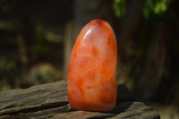Polished Carnelian Standing Free Form x 2 from Madagascar - Toprock Gemstones and Minerals