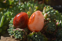 Polished Carnelian Eggs x 12 from Madagascar - Toprock Gemstones and Minerals