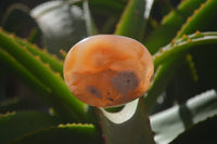 Polished Flower Agate Galet-Palm Stones x 12 From Antsahalova, Madagascar - Toprock Gemstones and Minerals
