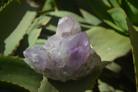 Natural Jacaranda Amethyst Quartz Cluster x 6 from Mumbwa, Zambia - Toprock Gemstones and Minerals