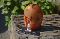 Polished Carnelian Standing Free Forms x 2 From Madagascar - Toprock Gemstones and Minerals