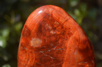 Polished Carnelian Standing Free Forms x 2 From Madagascar - Toprock Gemstones and Minerals