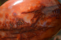 Polished Carnelian Standing Free Forms x 2 From Madagascar - Toprock Gemstones and Minerals