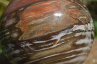 Polished Podocarpus Petrified Wood Sphere x 1 From Mahajanga, Madagascar - Toprock Gemstones and Minerals