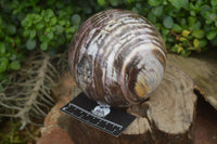 Polished Podocarpus Petrified Wood Sphere x 1 From Mahajanga, Madagascar - Toprock Gemstones and Minerals