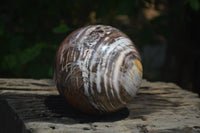 Polished Podocarpus Petrified Wood Sphere x 1 From Mahajanga, Madagascar - Toprock Gemstones and Minerals