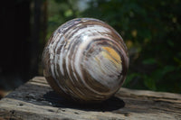 Polished Podocarpus Petrified Wood Sphere x 1 From Mahajanga, Madagascar - Toprock Gemstones and Minerals