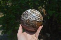 Polished Podocarpus Petrified Wood Sphere x 1 From Mahajanga, Madagascar - Toprock Gemstones and Minerals
