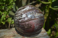Polished Podocarpus Petrified Wood Sphere x 1 From Mahajanga, Madagascar - Toprock Gemstones and Minerals